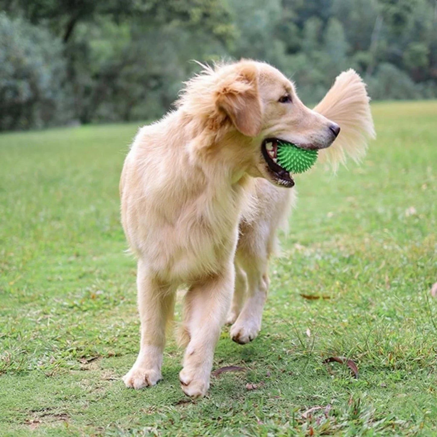 Engaging Interactive Premium Rubber Pet Ball